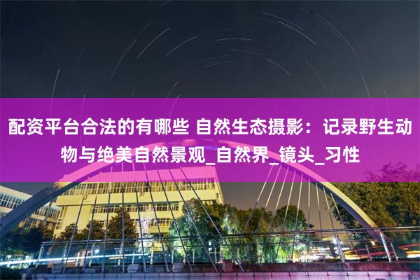 配资平台合法的有哪些 自然生态摄影：记录野生动物与绝美自然景观_自然界_镜头_习性